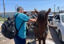 Todo mal: lo descubrieron tirando basura a bordo de un carro con tracción a sangre