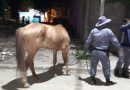 Multas, demora y secuestro de un carro al detectarse arrojo de residuos en la calle