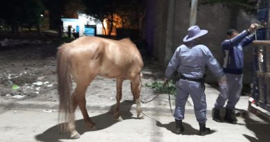 Multas, demora y secuestro de un carro al detectarse arrojo de residuos en la calle