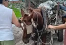 Secuestran otro caballo que era utilizado para descargar basura en la vía pública