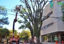 El Municipio de Resistencia extrajo un árbol con peligro de caída en la esquina de French y Córdoba