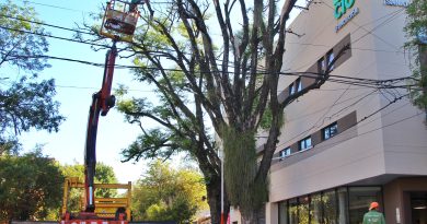 El Municipio de Resistencia extrajo un árbol con peligro de caída en la esquina de French y Córdoba