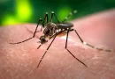 Siguen en aumento los casos de dengue en Argentina