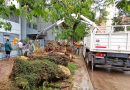 Arboles Caídos: El municipio trabaja para despejar calles y veredas luego de las fuertes ráfagas de viento