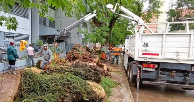 Arboles Caídos: El municipio trabaja para despejar calles y veredas luego de las fuertes ráfagas de viento