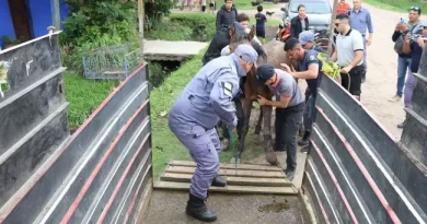 La guardia urbana municipal rescató a un caballo que sufría maltrato