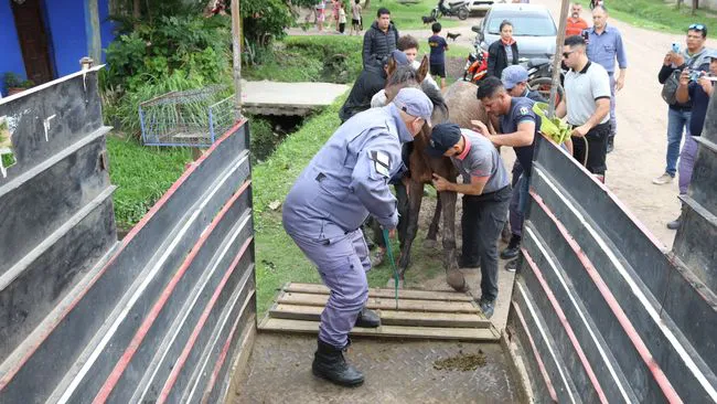 La guardia urbana municipal rescató a un caballo que sufría maltrato